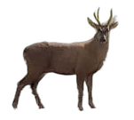 Huemul